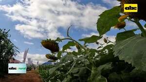 Video: UPL presentó nuevas variedades de girasol - ABC Rural - ABC Color