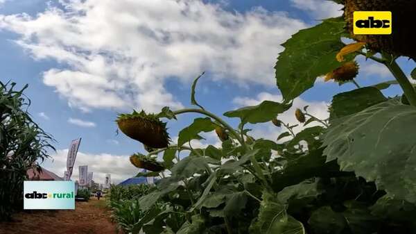 Video: UPL presentó nuevas variedades de girasol - ABC Rural - ABC Color