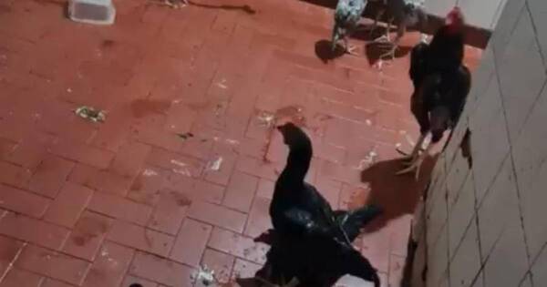 La Nación / Penal de Tacumbú: rescatan 13 gallos que habrían sido escondidos por reclusos
