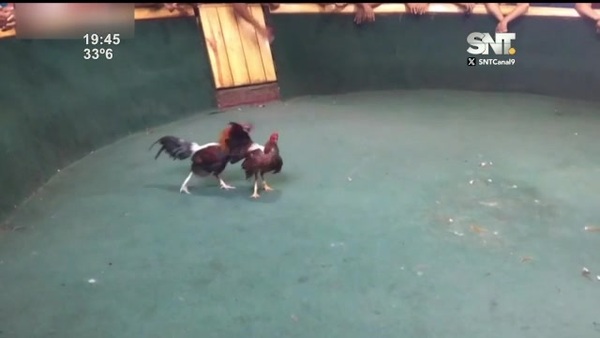 Incautaron 66 gallos de riña del penal de Tacumbú - SNT