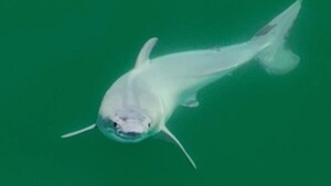 Avistado y grabado por primera vez un tiburón blanco recién nacido