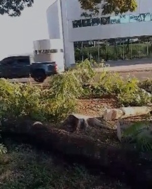 Talan árboles en paseo central de CDE