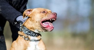 Una nena de 9 años lucha por su vida tras ser atacada por un pitbull en Córdoba