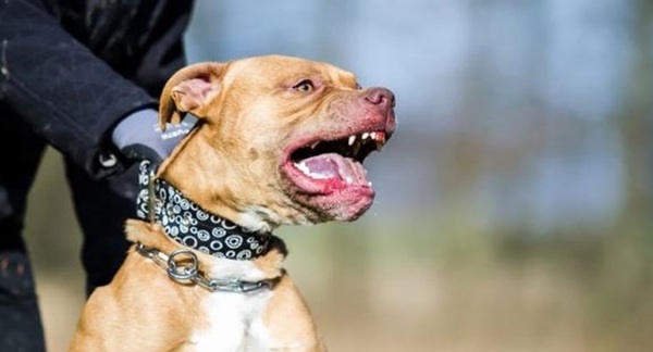 Una nena de 9 años lucha por su vida tras ser atacada por un pitbull en Córdoba