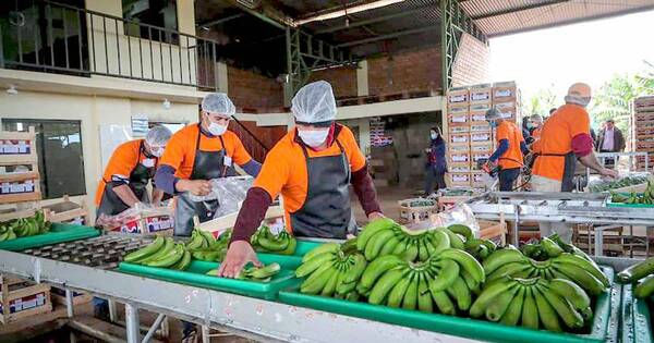 La Nación / Paraguay ya puede exportar banana a Chile