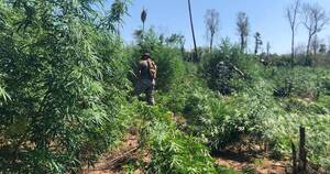 Diario HOY | Anulan 18 toneladas de marihuana en Canindeyú