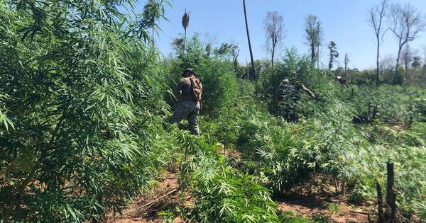 Diario HOY | Anulan 18 toneladas de marihuana en Canindeyú