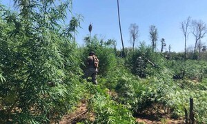 Anulan 18 toneladas de marihuana en Canindeyú – Prensa 5