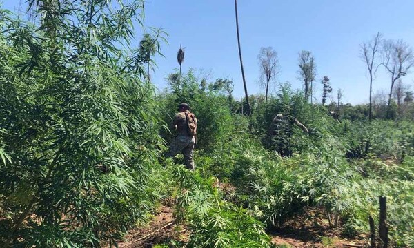 Anulan 18 toneladas de marihuana en Canindeyú – Prensa 5