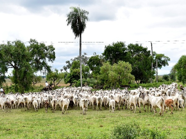 Foro Mercosur de la Carne, también expresa su rechazo a iniciativas de la UE - La Tribuna