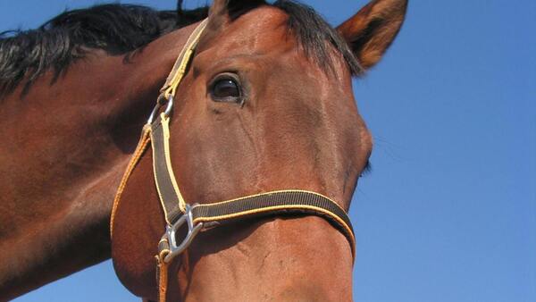 Uruguay confirma el primer caso de encefalitis equina en una persona