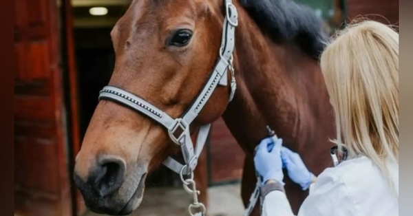 Encefalitis equina: Detectan primer caso en una persona en Uruguay