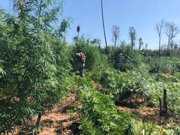 Anulan 18 toneladas de marihuana en Canindeyú
