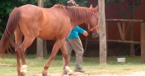 Diario HOY | Uruguay notifica primer caso de encefalomielitis equina en un humano