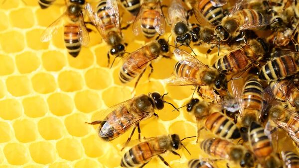 Patentan fórmula para proteger a las abejas de los insecticidas