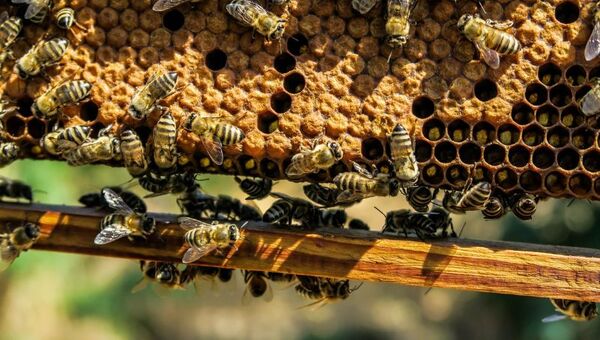 Dulce esperanza: Apicultores aguardan buena producción de miel tras un 2023 complicado
