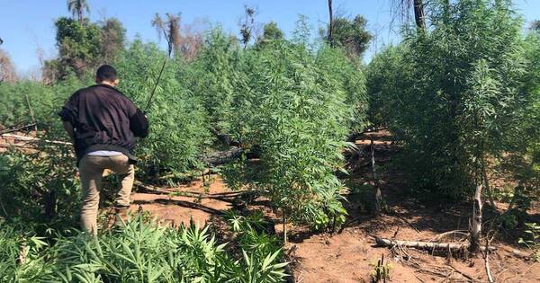 La Nación / Sacan de circulación 18 toneladas de marihuana