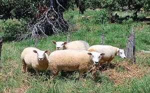 Texel adaptados gracias al trabajo de selección - Economía - ABC Color