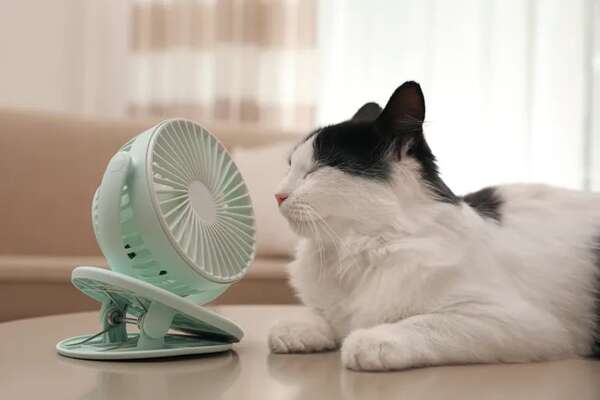 Mascotas: Cómo detectar un golpe de calor en gatos - Mascotas - ABC Color