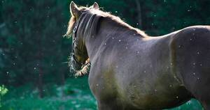La Nación / Uruguay confirma caso humano de encefalomielitis equina