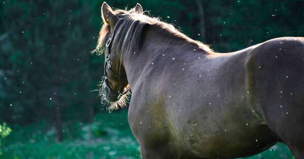 La Nación / Uruguay confirma caso humano de encefalomielitis equina