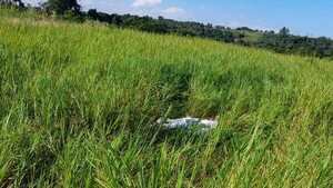 Trágico hallazgo en Carlos A. López: agricultor encontrado muerto en un sojal
