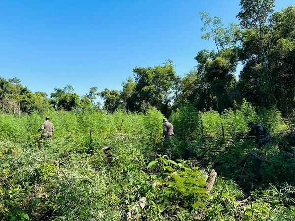 Senad desmonta campamento narco y destruye 9 toneladas de marihuana | 1000 Noticias