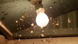La luz artificial disminuye la orientación de los insectos ¿Por qué revolotean alrededor?