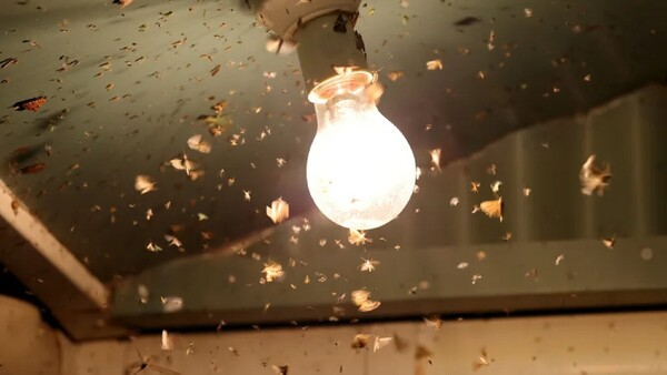 La luz artificial disminuye la orientación de los insectos ¿Por qué revolotean alrededor?