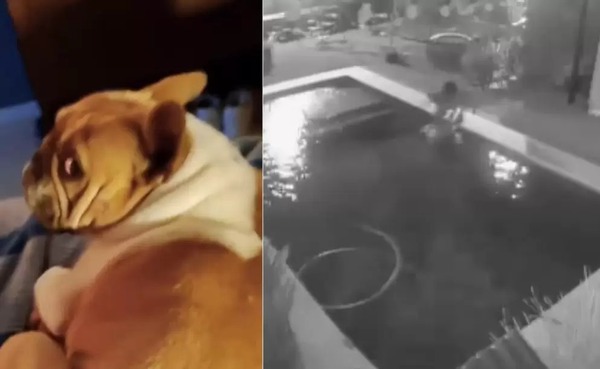 Argentina: adolescente ahogó a un perro para robar una garrafa - Unicanal
