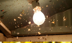 ¿Por qué revolotean alrededor?, la luz artificial disminuye la orientación de los insectos