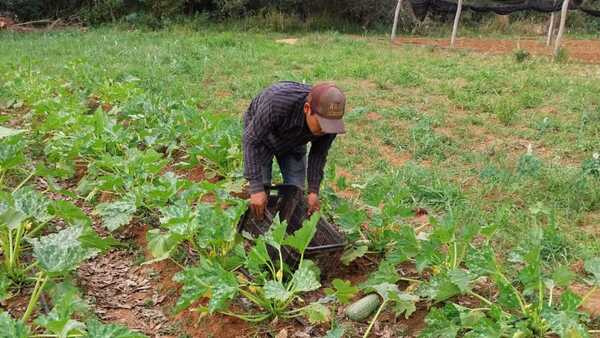 El zucchini nacional ya está disponible en el mercado de Concepción