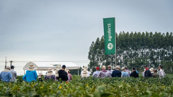 Día de campo Sem Agro: Agrofértil redobla las apuestas por variedades que ofrecen rusticidad al cultivo