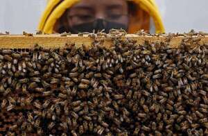 Investigadores colombianos patentan fórmula para proteger a las abejas de los insecticidas - Ciencia - ABC Color
