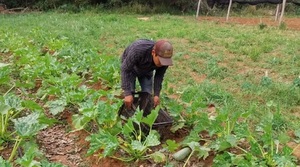 El zucchini paraguayo llega al mercado de Concepción