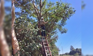 Caída de árbol dejó sin luz a Coronel Oviedo y gran parte del país