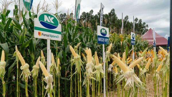 Los híbridos NK de Syngenta se posicionan en el mercado para la zafriña de maíz