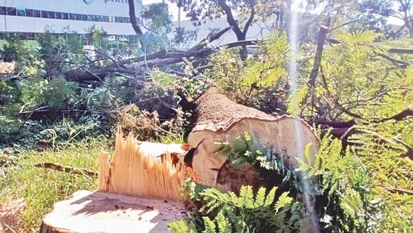 CDE: Denuncian tala ilegal de árboles en espacios públicos