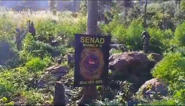 Senad sacó de circulación 21 toneladas de marihuana en Amambay - Oasis FM 94.3