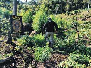 SENAD sacó de circulación 2 campamentos y 21 toneladas de marihuana en Amambay - ADN Digital
