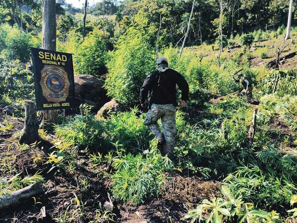 SENAD sacó de circulación 2 campamentos y 21 toneladas de marihuana en Amambay - ADN Digital