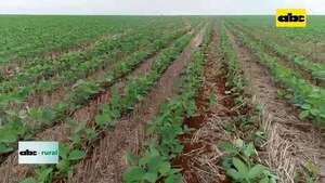 Video: agresividad de roya sorprendió a productores y multinacionales - ABC Rural - ABC Color