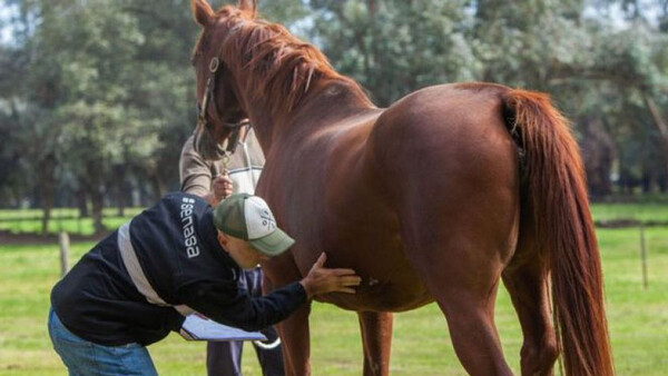 Uruguay confirma caso humano de encefalomielitis equina - ADN Digital