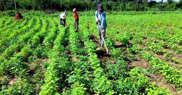 La Nación / Falta de lluvia estresa a cultivos y reduce plagas