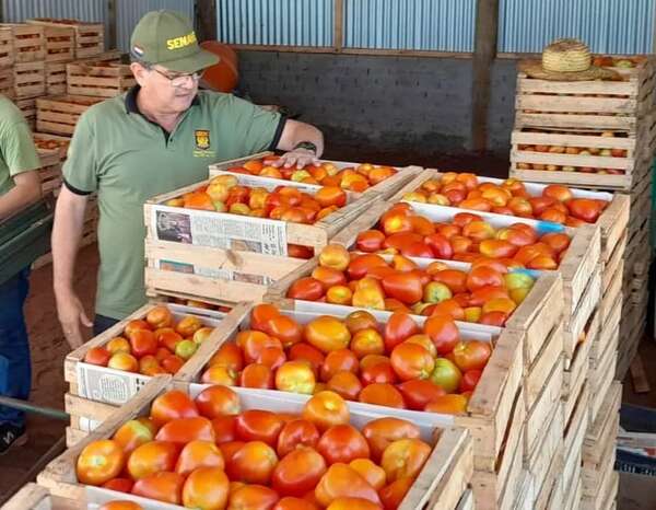 Denuncian irregular entrega del Senave de las afidis de tomate - Nacionales - ABC Color