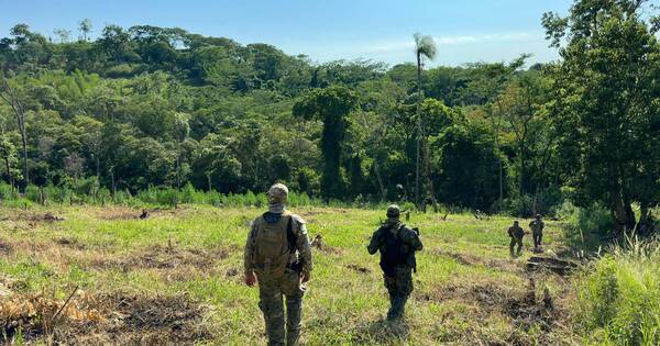 Diario HOY | Operación Basalto 2024: anulan 60 toneladas de marihuana