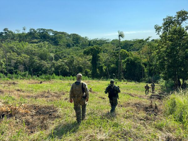 En Operación Basalto eliminan 60 toneladas de marihuana - ADN Digital
