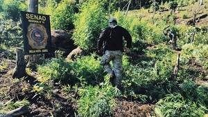 SENAD sacó de circulación 2 campamentos y 21 toneladas de marihuana en Amambay