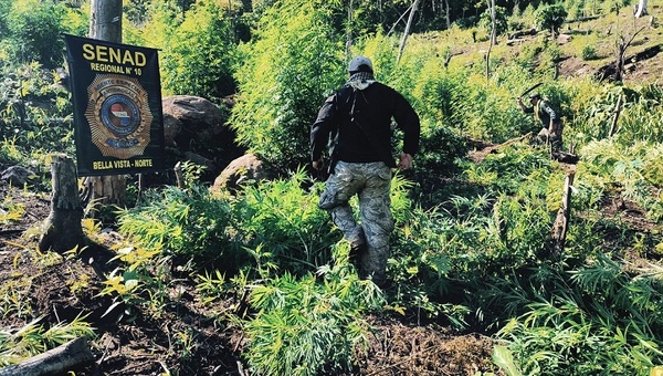 SENAD sacó de circulación 2 campamentos y 21 toneladas de marihuana en Amambay