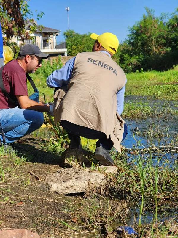 Ante aumento del dengue, realizan minga ambiental en Pilar - Nacionales - ABC Color